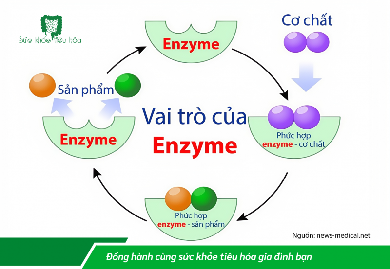 THIẾU HỤT ENZYME CÓ NGUY HIỂM KHÔNG?