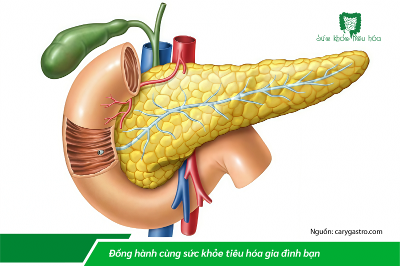 THIẾU HỤT ENZYME CÓ NGUY HIỂM KHÔNG?