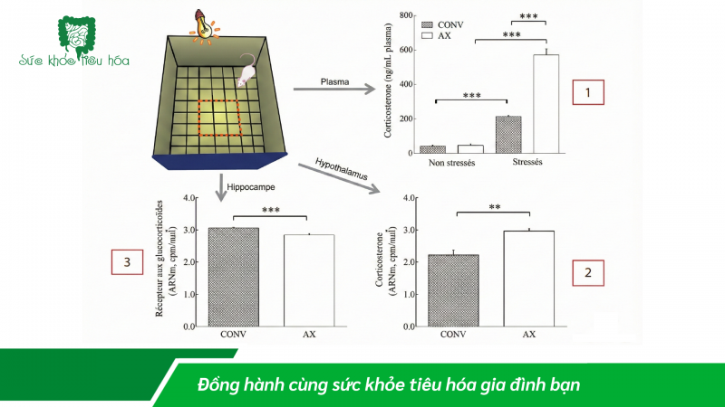 TRỤC THẦN KINH RUỘT – NÃO: TÁC ĐỘNG CỦA HỆ VI SINH ĐƯỜNG RUỘT LÊN ĐÁP ỨNG CẢM XÚC THẦN KINH DO CĂNG THẲNG TÂM LÝ