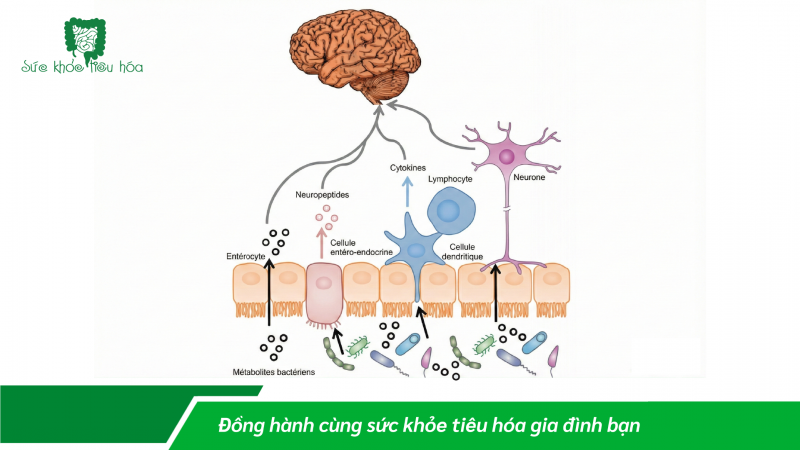 TRỤC THẦN KINH RUỘT – NÃO: TÁC ĐỘNG CỦA HỆ VI SINH ĐƯỜNG RUỘT LÊN ĐÁP ỨNG CẢM XÚC THẦN KINH DO CĂNG THẲNG TÂM LÝ