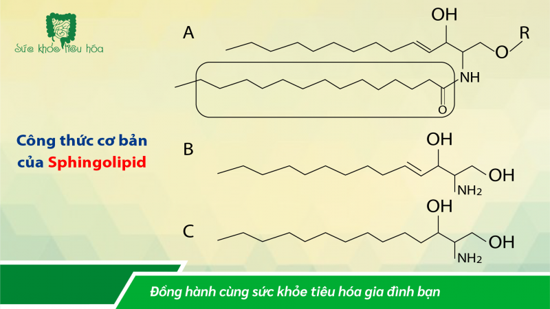TRONG SỮA MẸ, SPHINGOLIPIDS ĐỊNH HÌNH HỆ VI SINH VẬT VÀ CÓ LỢI CHO SỨC KHỎE EM BÉ