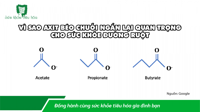 VÌ SAO AXIT BÉO CHUỖI NGẮN LẠI QUAN TRỌNG CHO SỨC KHỎE ĐƯỜNG RUỘT