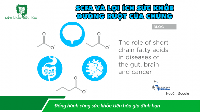 VÌ SAO AXIT BÉO CHUỖI NGẮN LẠI QUAN TRỌNG CHO SỨC KHỎE ĐƯỜNG RUỘT