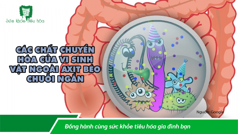 VÌ SAO AXIT BÉO CHUỖI NGẮN LẠI QUAN TRỌNG CHO SỨC KHỎE ĐƯỜNG RUỘT