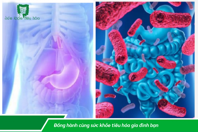 VAI TRÒ HỆ VI KHUẨN ĐƯỜNG RUỘT TRONG BẢO VỆ SỨC KHỎE CON NGƯỜI