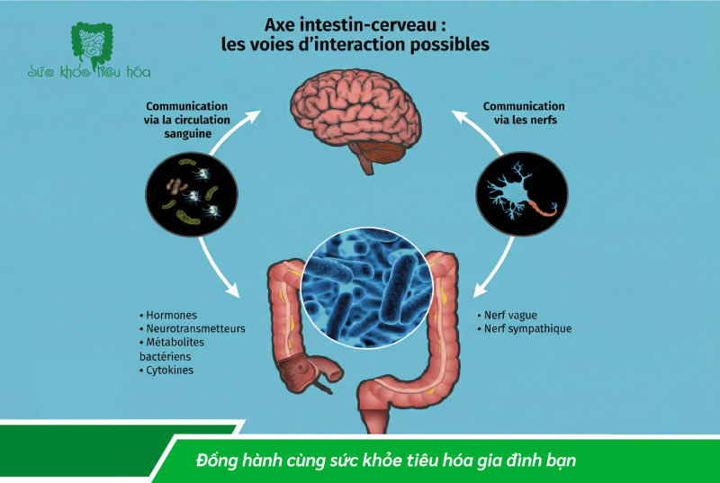 VAI TRÒ  TRỤC  HỆ VI SINH - RUỘT- NÃO
