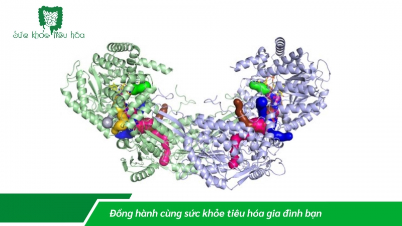VAI TRÒ CỦA ENZYME TIÊU HÓA
