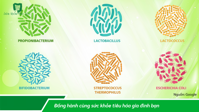 VI KHUẨN CÓ ÍCH  CHO SỰ SỐNG: SỮA CHUA LÊN MEN, MEN VI SINH PROBIOTIC KỲ DIỆU ?
