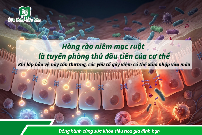 hình minh họa leaky gut hàng rào ruột bị tổn thương và nguy cơ ung thư