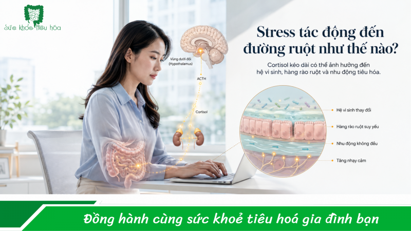 Stress kéo dài có thể khiến đường ruột “kiệt sức” không?