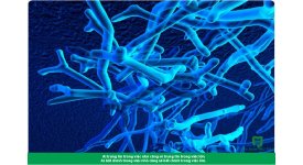 Bifidobacterium - Sức khỏe của hệ tiêu hóa