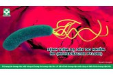 BỆNH VIÊM DẠ DÀY DO NHIỄM HP (HELICOBACTER PYLORI)