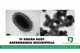 AKKERMANSIA MUCINIPHILA: MỘT VI KHUẨN QUAN TRỌNG TRONG HỆ VI SINH RUỘT HỖ TRỢ SỨC KHỎE TỐT