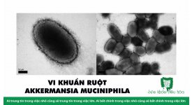 AKKERMANSIA MUCINIPHILA: MỘT VI KHUẨN QUAN TRỌNG TRONG HỆ VI SINH RUỘT HỖ TRỢ SỨC KHỎE TỐT