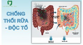 LỢI ÍCH CỦA PROBIOTICS TRONG VIỆC GIẢM THỐI RỮA VÀ ĐỘC TỐ