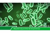 SO SÁNH LACTOBACILLUS & VI KHUẨN BÀO TỬ BACILLUS 