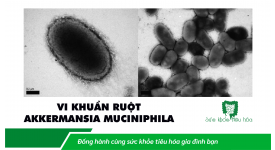 AKKERMANSIA MUCINIPHILA: MỘT VI KHUẨN QUAN TRỌNG TRONG HỆ VI SINH RUỘT HỖ TRỢ SỨC KHỎE TỐT
