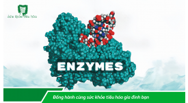 MEN TIÊU HÓA, MEN VI SINH PROBIOTICS, THỰC PHẨM LÊN MEN: VAI TRÒ & LỢI ÍCH ĐỐI VỚI SỨC KHỎE TIÊU HÓA