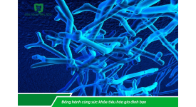 Bifidobacterium - Sức khỏe của hệ tiêu hóa