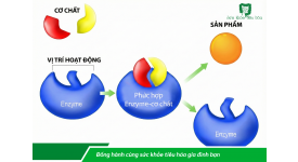 CƠ CHẾ HOẠT ĐỘNG CỦA ENZYME TRONG CƠ THỂ