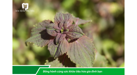 DÙNG LÁ CHỮA ĐAU BỤNG HIỆU QUẢ