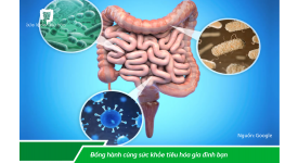 LÀM THẾ NÀO TÁI CÂN BẰNG HỆ VI SINH RUỘT CỦA BẠN